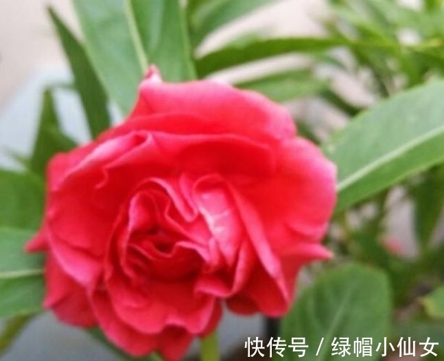 倒挂金钟扦插：养植技巧与注意事项