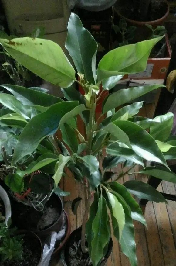 标题：孔雀草扦插——家庭园艺新手的必备技巧