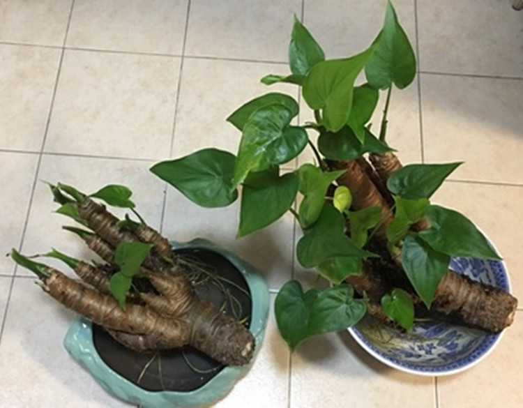 碰碰香叶片扦插：详解繁殖技巧与养护要点