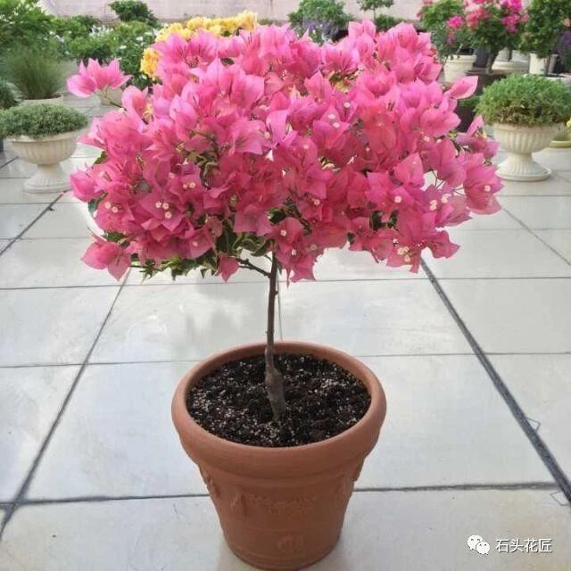 盆栽蔬菜追肥：让你的小绿植茁壮成长