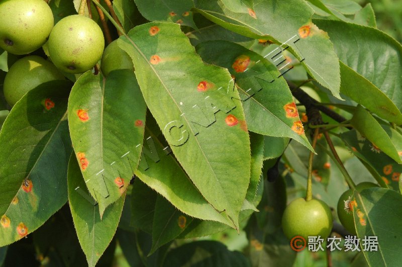 常春藤的盆栽图片大全：绿色瀑布的魅力展示