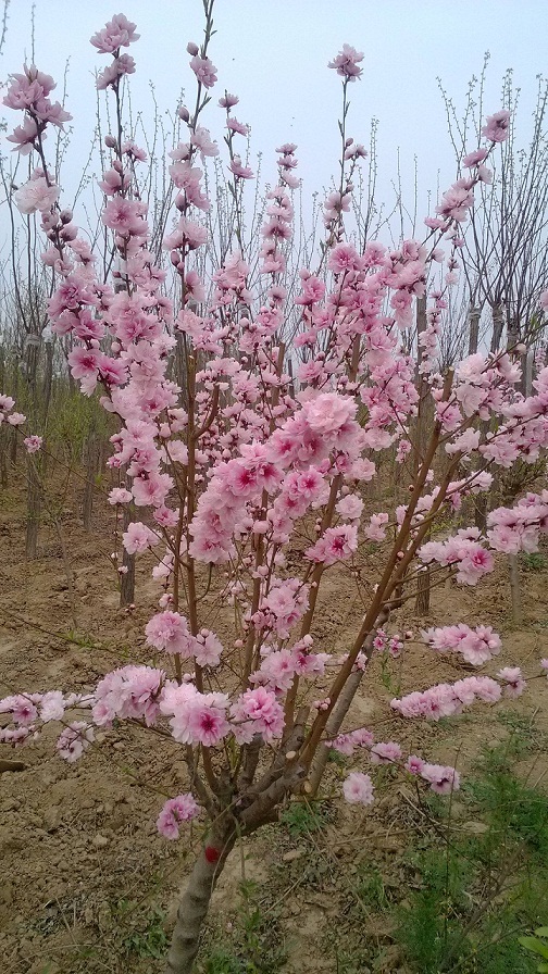 荔枝种植方法：掌握关键技术，实现丰收梦