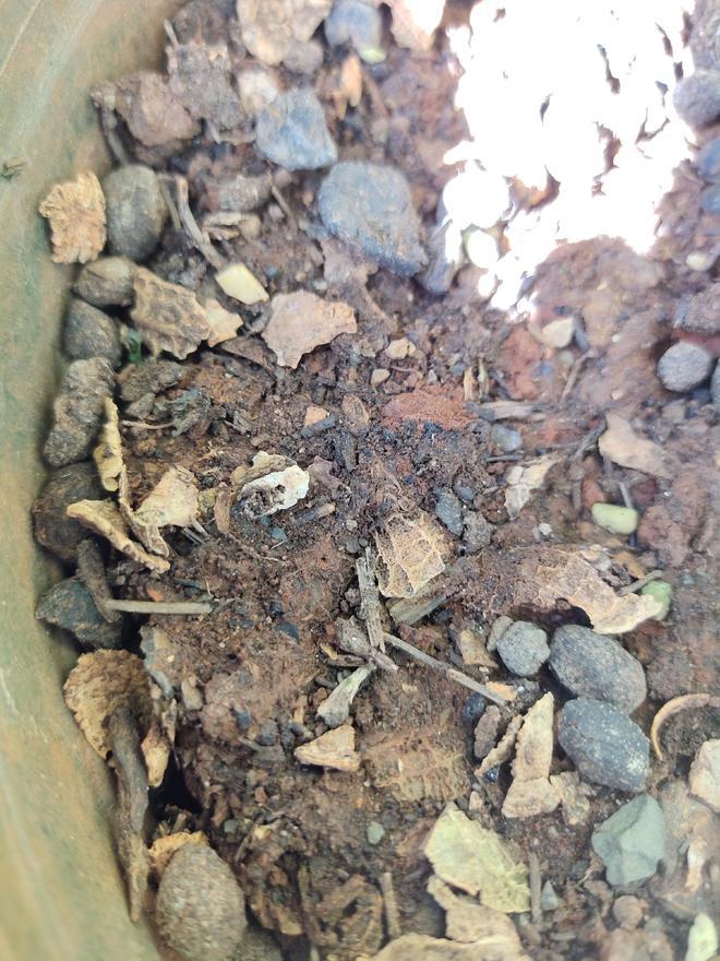 红掌花的养殖方法