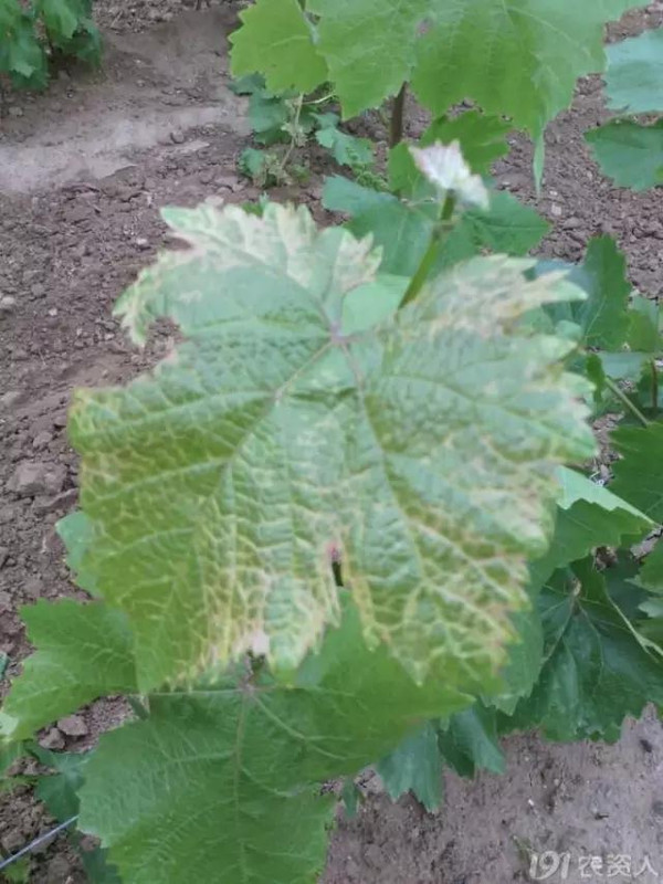 生姜种植方法：掌握技巧，实现丰收