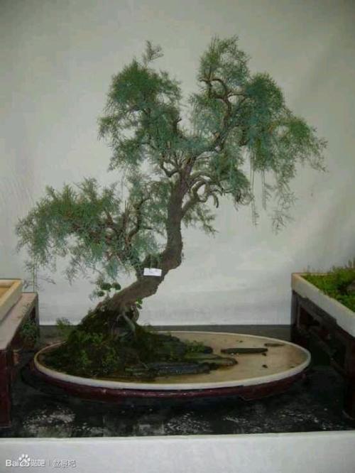 独头蒜的种植方法：掌握技巧，收获优质独头蒜