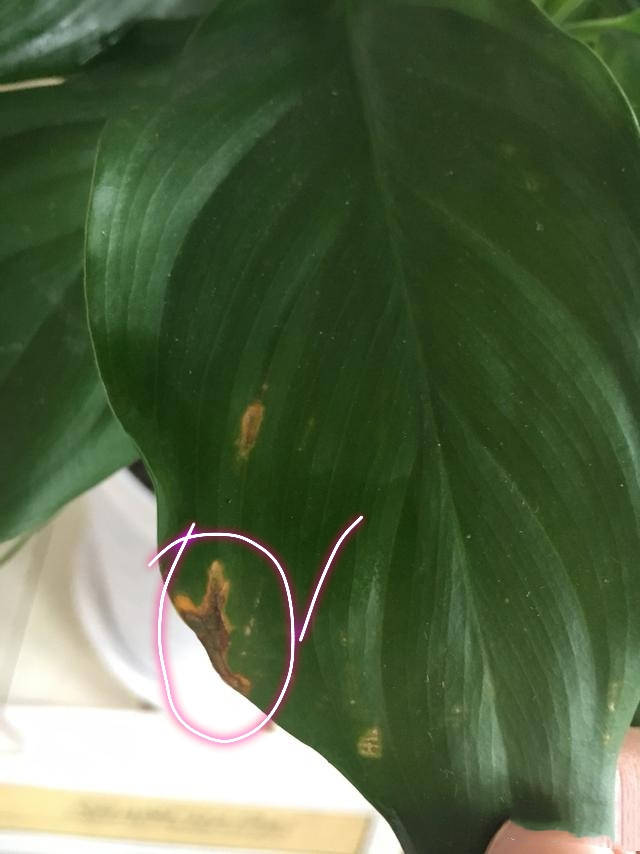 奶能浇花的正确方法