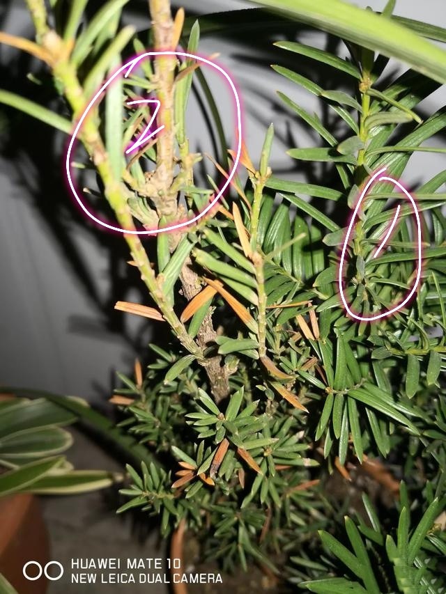 牡丹怎么养殖方法：打造自家花园的国色天香