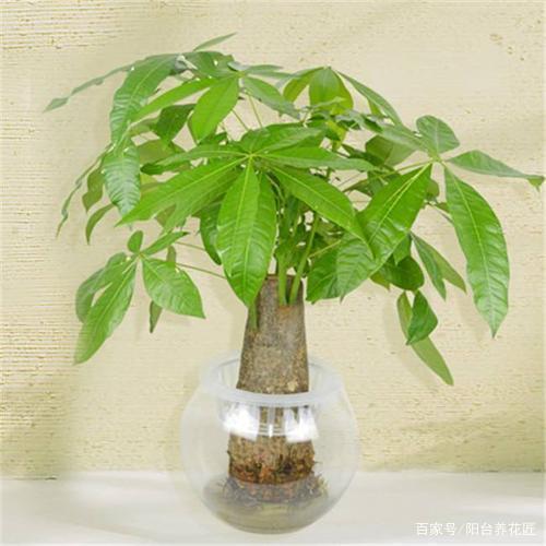 韭菜种子的种植方法