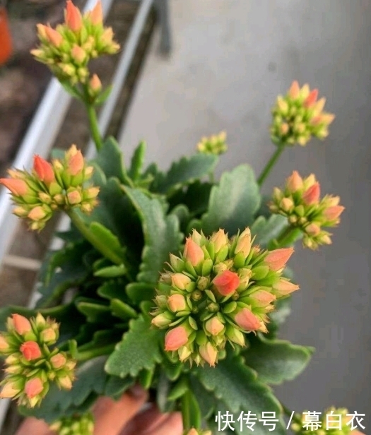 香葱种子的种植方法