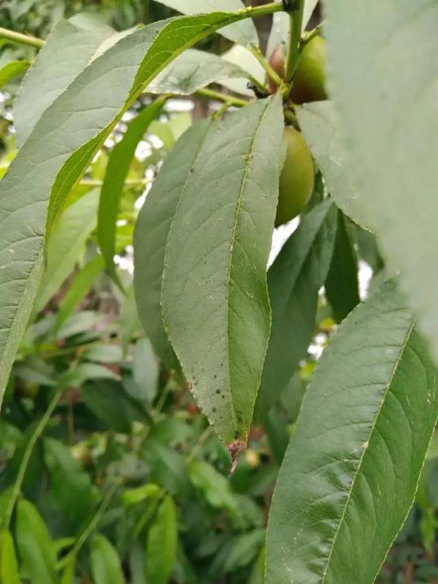 营养液使用方法：为植物生长提供最佳滋养