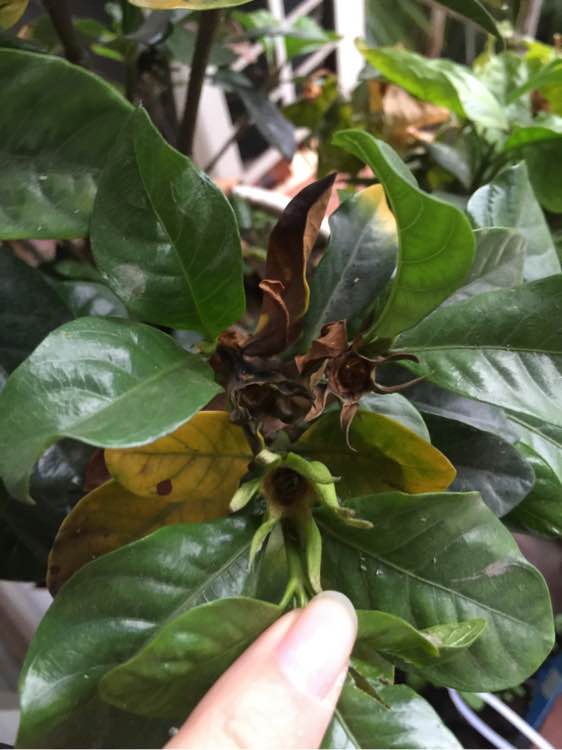 紫罗兰种子种植方法：详解每一步