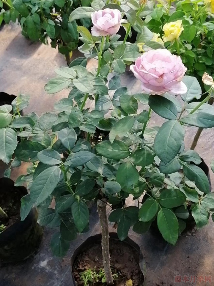 橡皮树养殖方法：养出健康绿植的秘诀