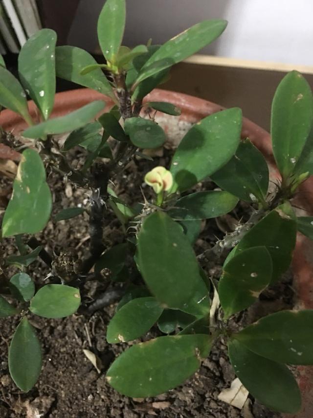 玉珊瑚的养殖方法