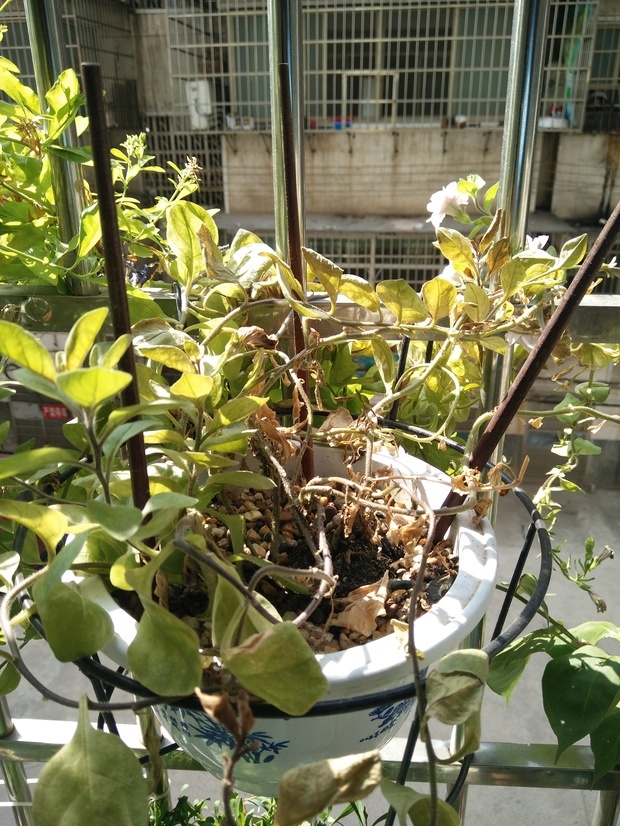 ### 碗莲施肥方法：让碗莲茁壮成长的秘诀