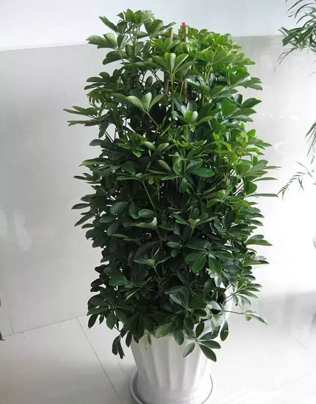 罗汉松养植方法：掌握要领，养出繁茂罗汉松