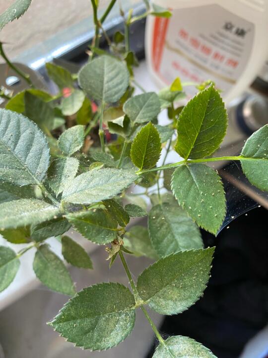 菱角种植方法视频：掌握技巧，轻松种植菱角