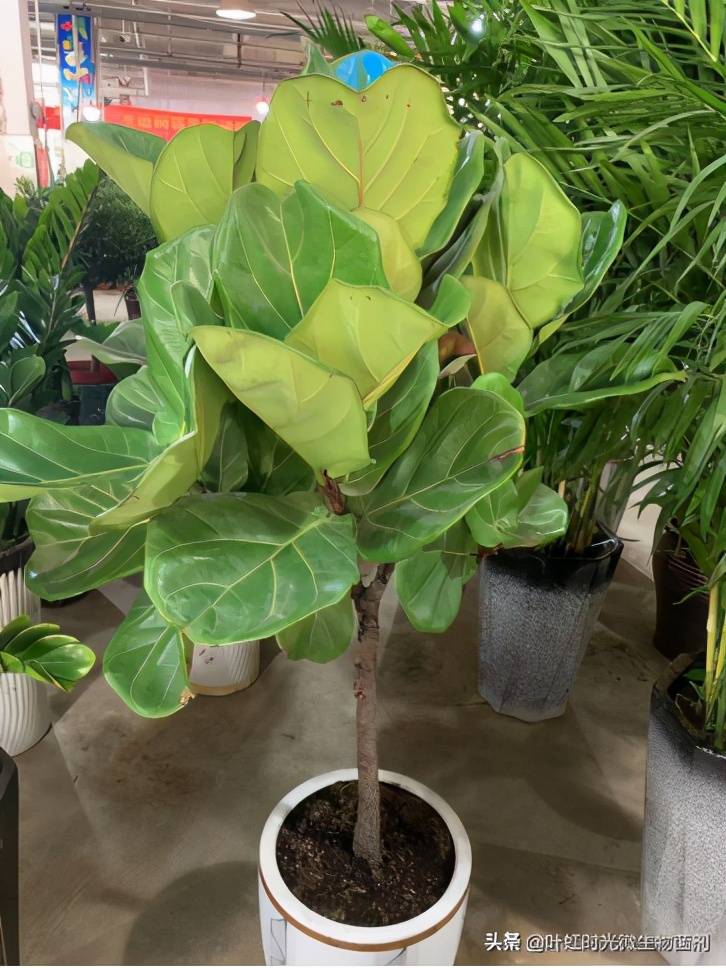 养殖树方法：掌握要领，让你的树木茁壮成长