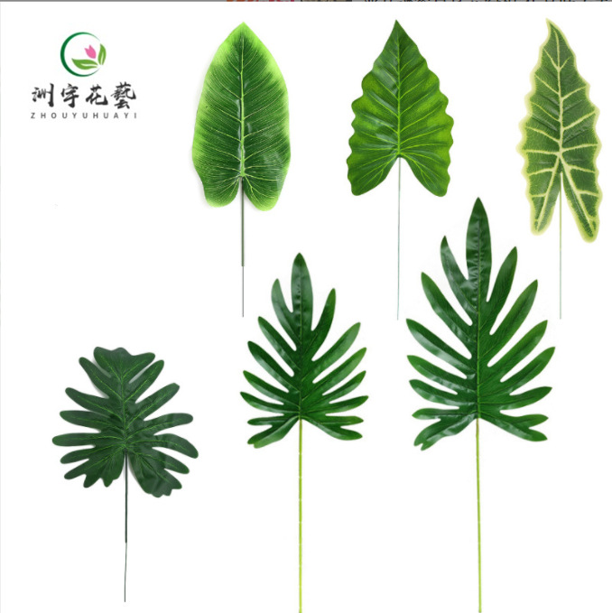 治疗白垩病最有效方法：让植物重获健康的秘诀