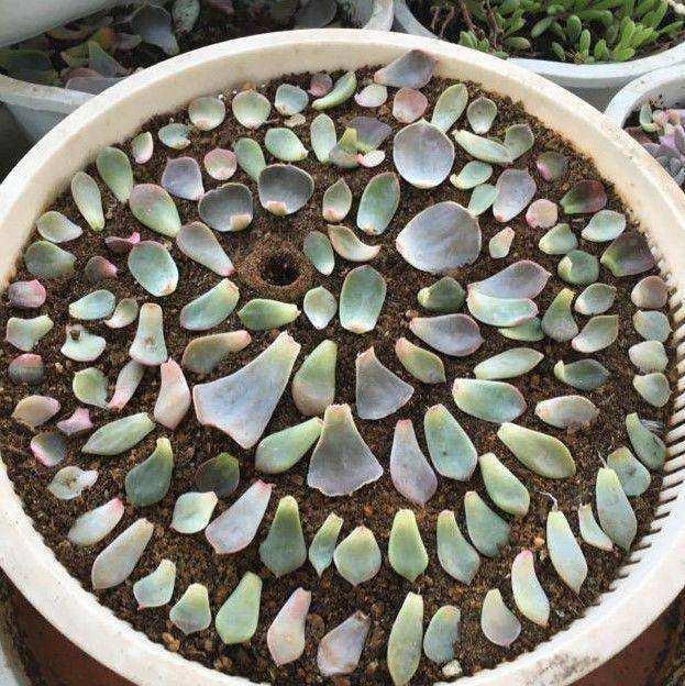 玉兰怎样扦插 - 植物养殖园丁指南