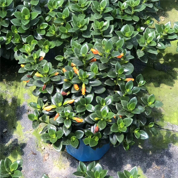 葡萄种子盆栽方法：家庭园艺新选择