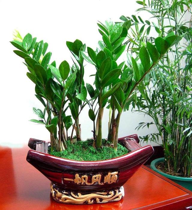 秋葵种子怎么种植方法：家庭园艺新手的种植指南