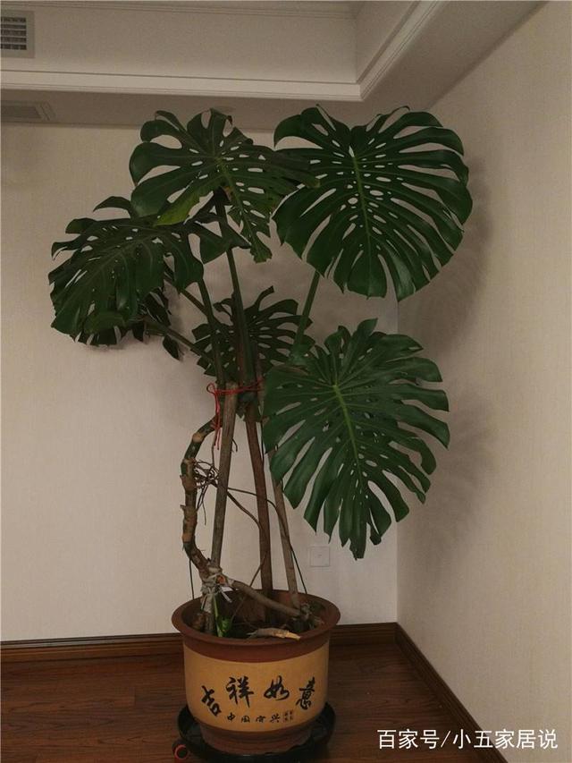 白菜种子种植方法：从播种到收获的完整指南