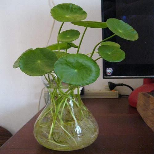 金钱树杆发皱有啥方法 - 专业植物养殖园丁指南