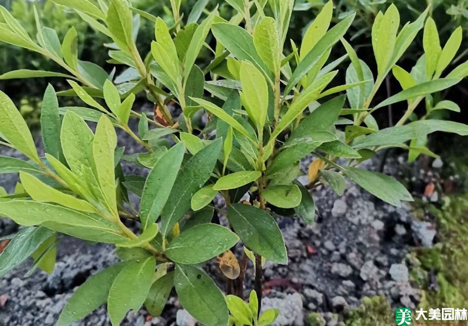 香菜种植时间和方法：掌握要领，轻松种植