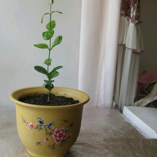 侧柏种植方法：掌握技巧，让绿意盎然