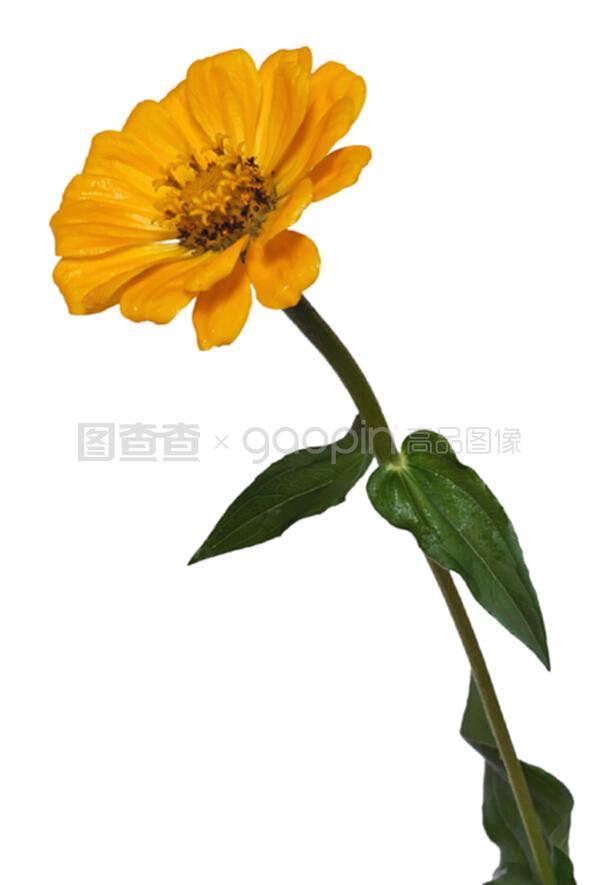怎样养好盆栽桂花