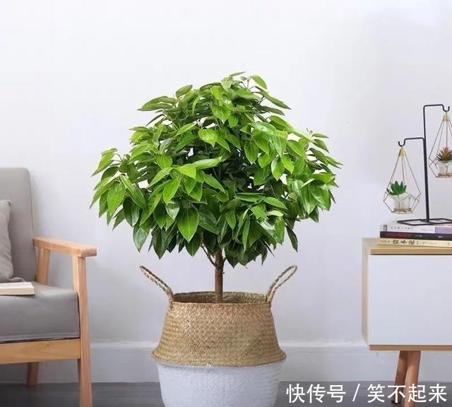 牵牛花怎么盆栽：家庭养殖指南