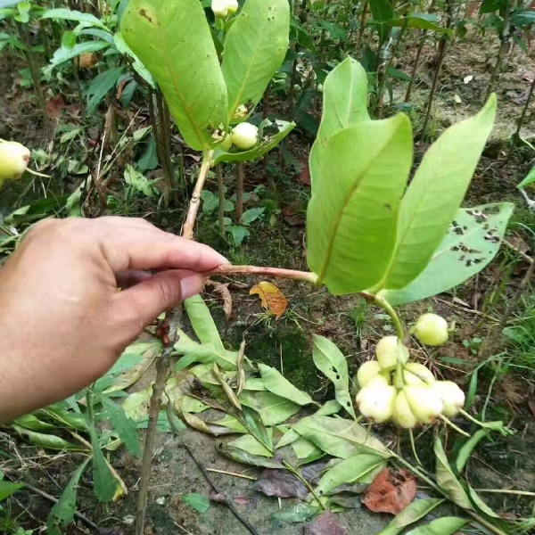 蓝莓盆栽怎么养：掌握技巧，让蓝莓盆栽茁壮成长