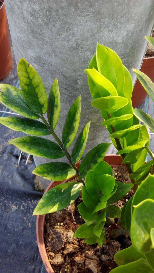 标题：柿子籽盆栽：种植技巧与养护指南
