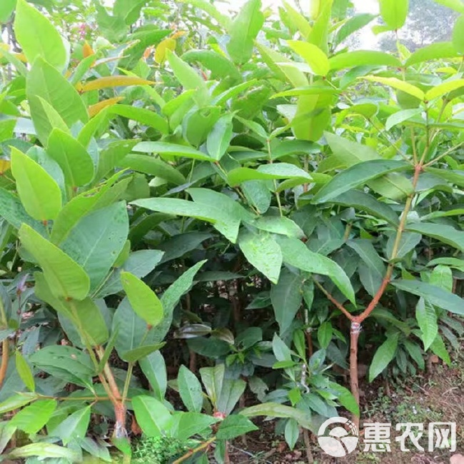 平安树是盆栽：打造家居绿意盎然的小秘密
