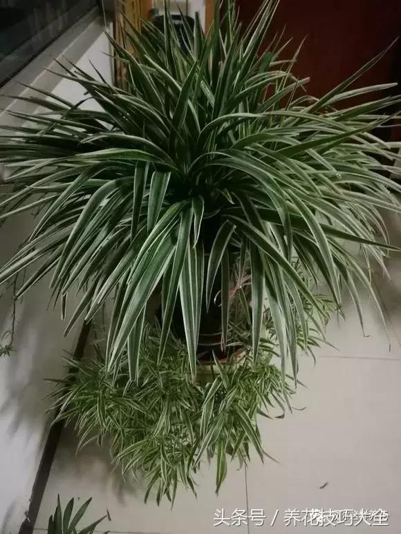 盆栽草莓什么时候种植
