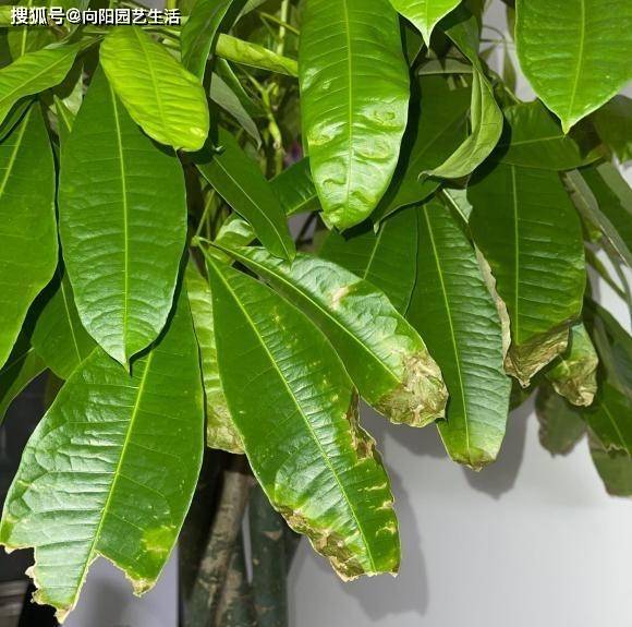 释迦果种子盆栽：种植技巧与养护指南