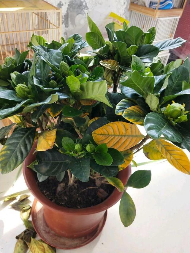 盆栽小丽花图片：探索园艺之美
