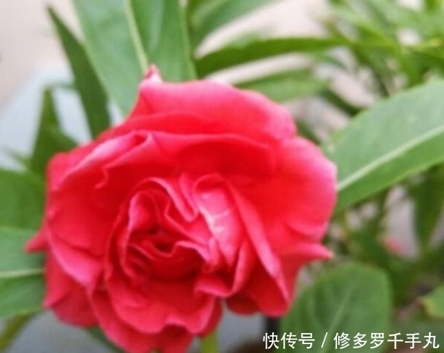 墨兰的盆栽：养护指南与技巧