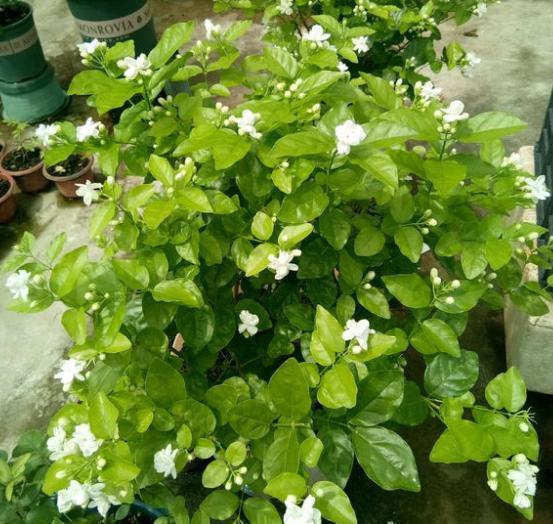 盆栽柚子核种植：家庭园艺新宠