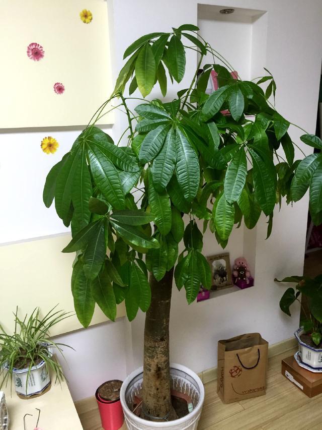 葡萄插扦插技术：高效繁殖新植株的详细指南