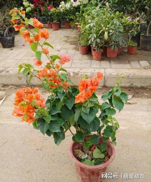 杜鹃盆栽怎么养 - 植物养殖指南