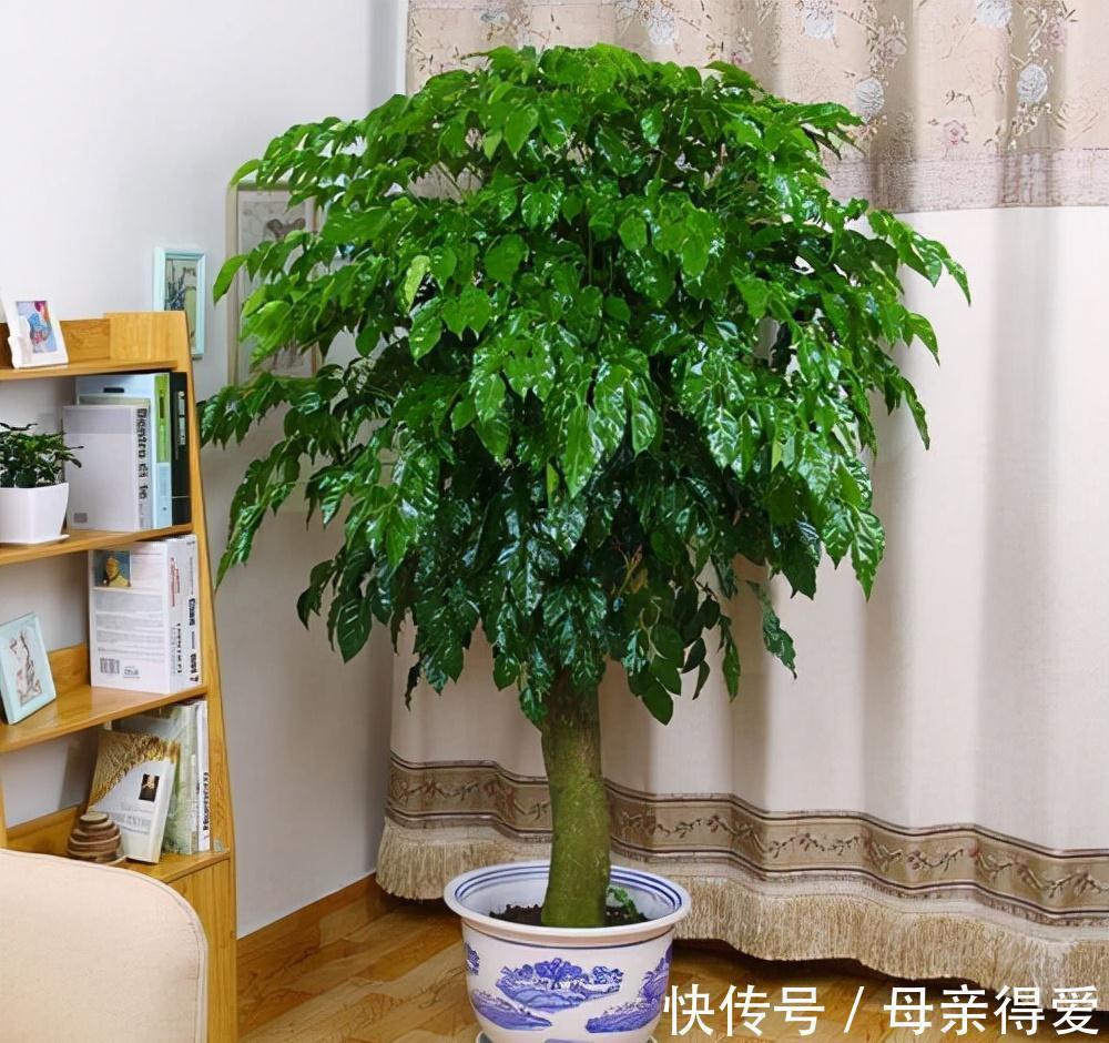 玫瑰修剪扦插：掌握技巧，养出繁茂玫瑰
