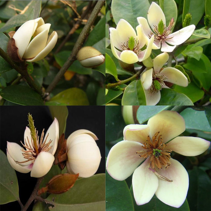 9月能扦插梅花 - 植物养殖指南