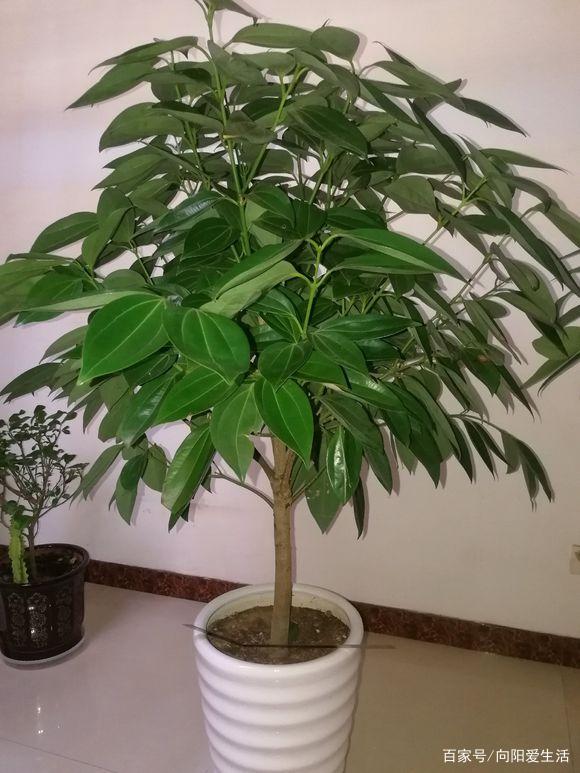 锦带怎么扦插：打造属于自己的园艺美景