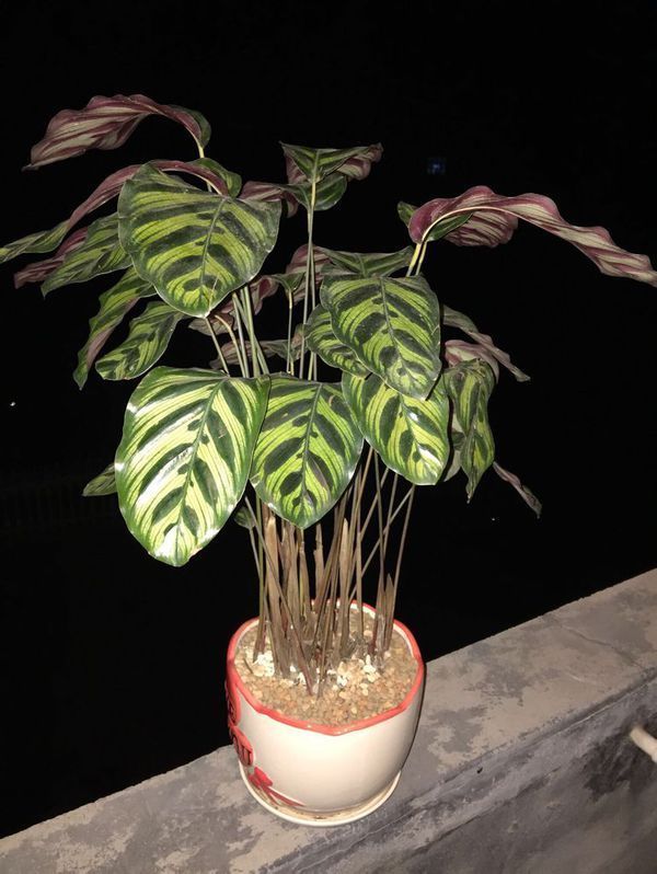 樱花能扦插吗？探究樱花繁殖的奥秘