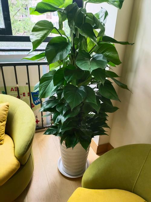 冰灯玉露叶子扦插：繁殖新植株的详细指南