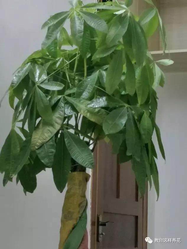 茶梅家庭扦插：掌握技巧，轻松繁殖美丽花木