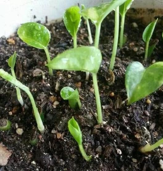 牛增肥方法：科学饲养提高肉质与经济效益