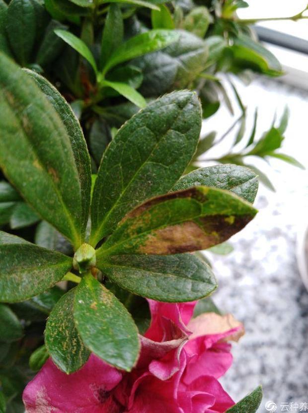 鸢尾养殖方法：打造你的私家花园