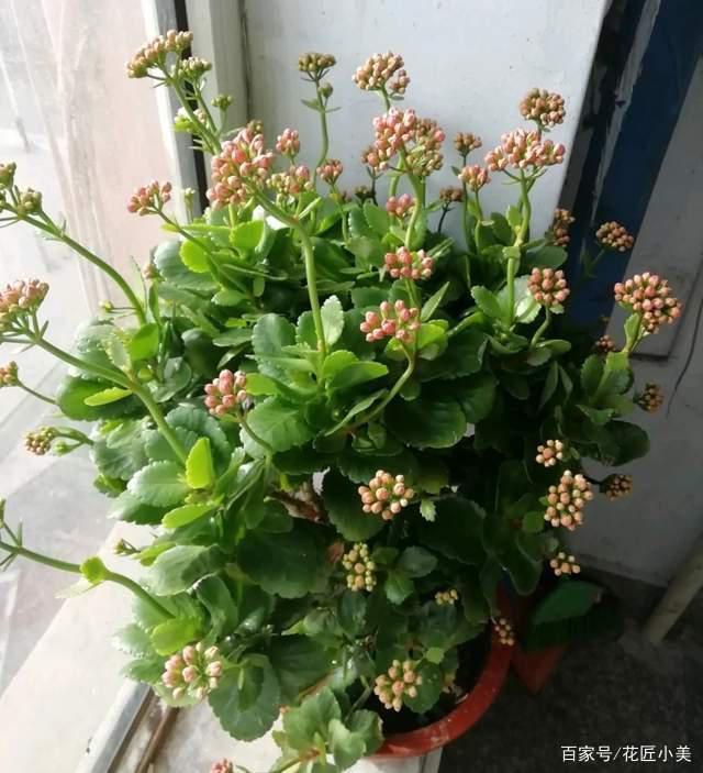 柚子盆栽种植的步骤：家庭种植新选择